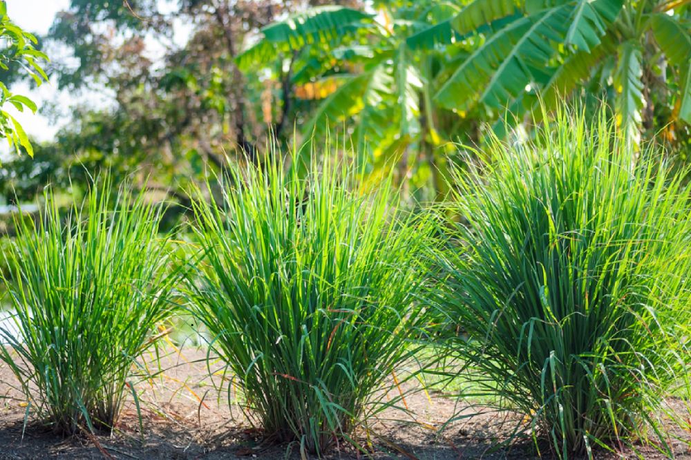 Trồng và chăm sóc Cây Sả