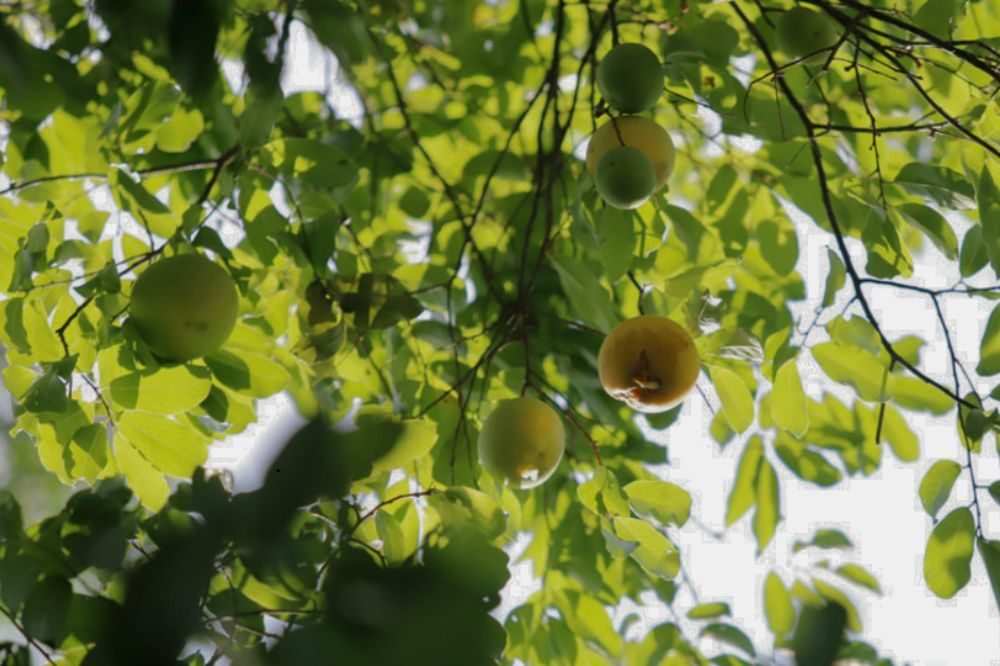 Trồng và chăm sóc Cây Thị