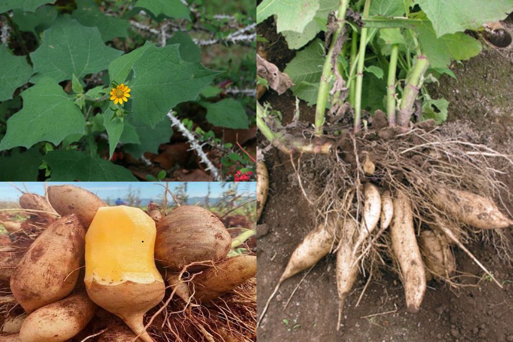 Đặc điểm Cây Khoai Sâm