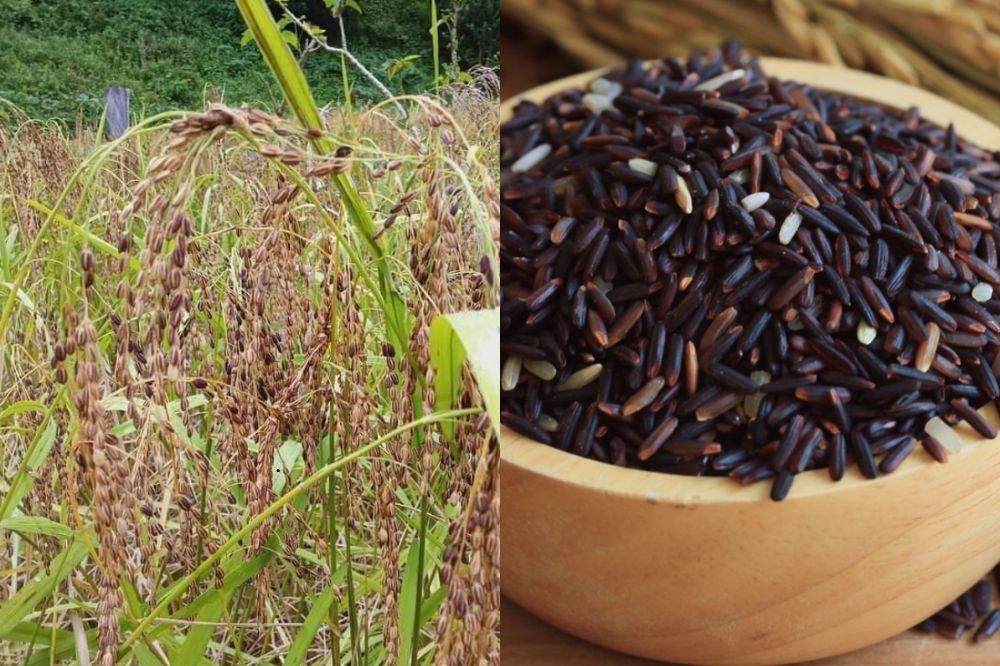 Đặc điểm Lúa Nếp Cẩm Điện Biên