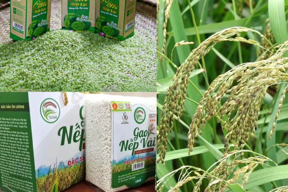 Đặc điểm Gạo Nếp Vải - Lúa Nếp Vải