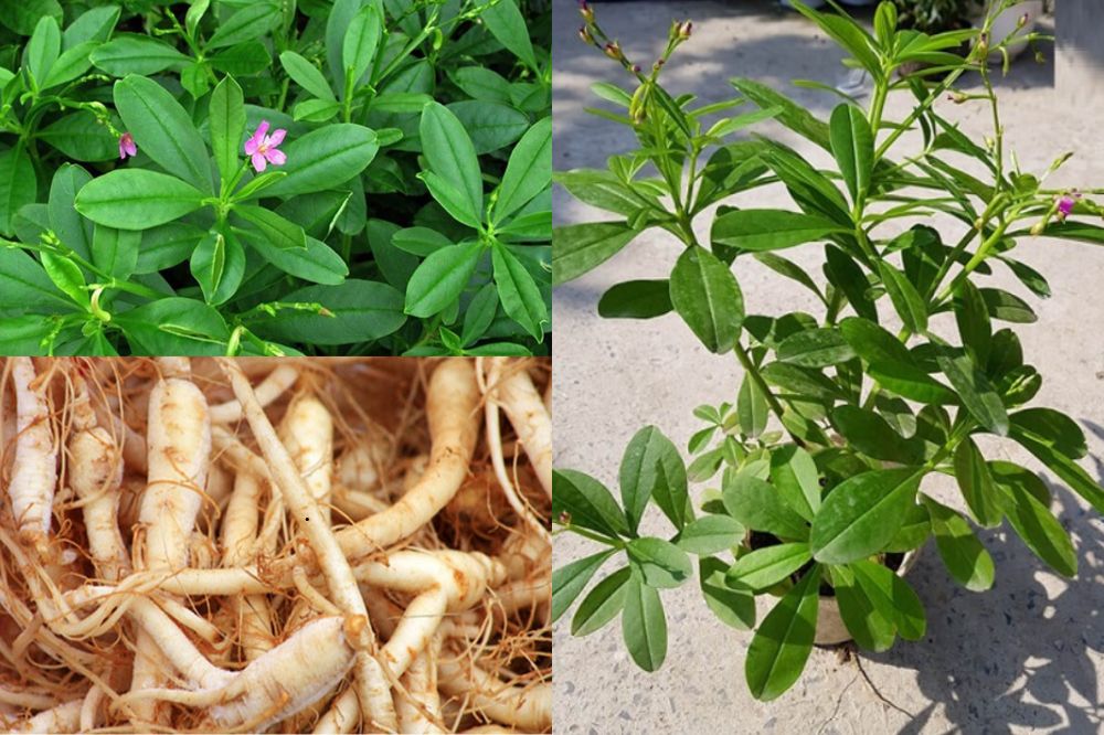 Đặc điểm Rau Sâm Đất