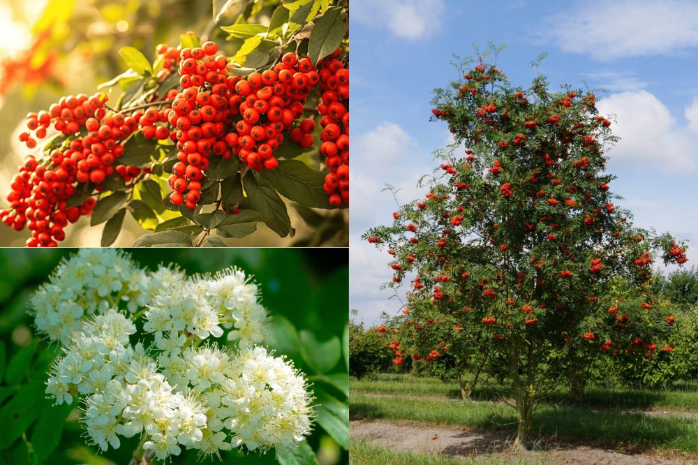 Đặc điểm Thanh Lương Trà