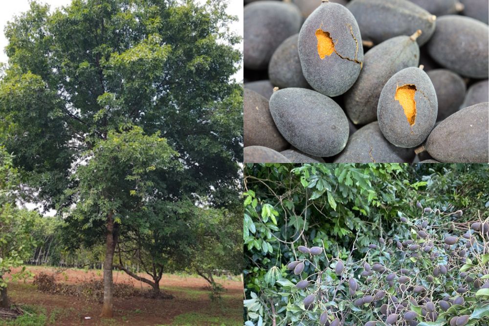 Đặc điểm Xoay Nhung