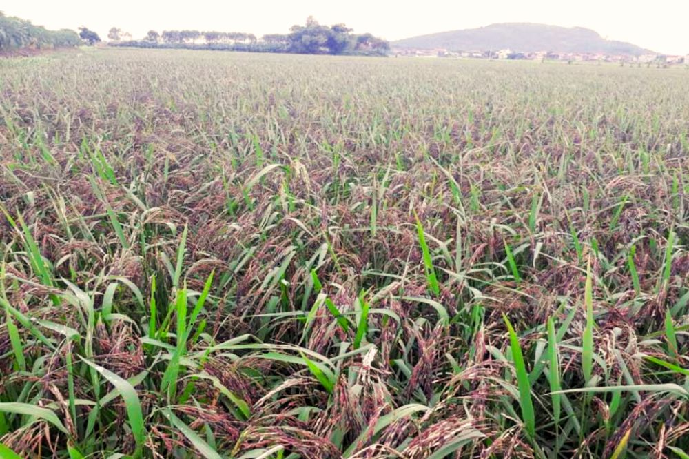 Lúa Gạo Nếp Cẩm Điện Biên