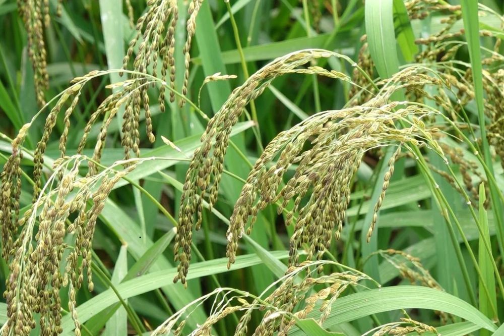 Gạo Nếp Vải - Lúa Nếp Vải