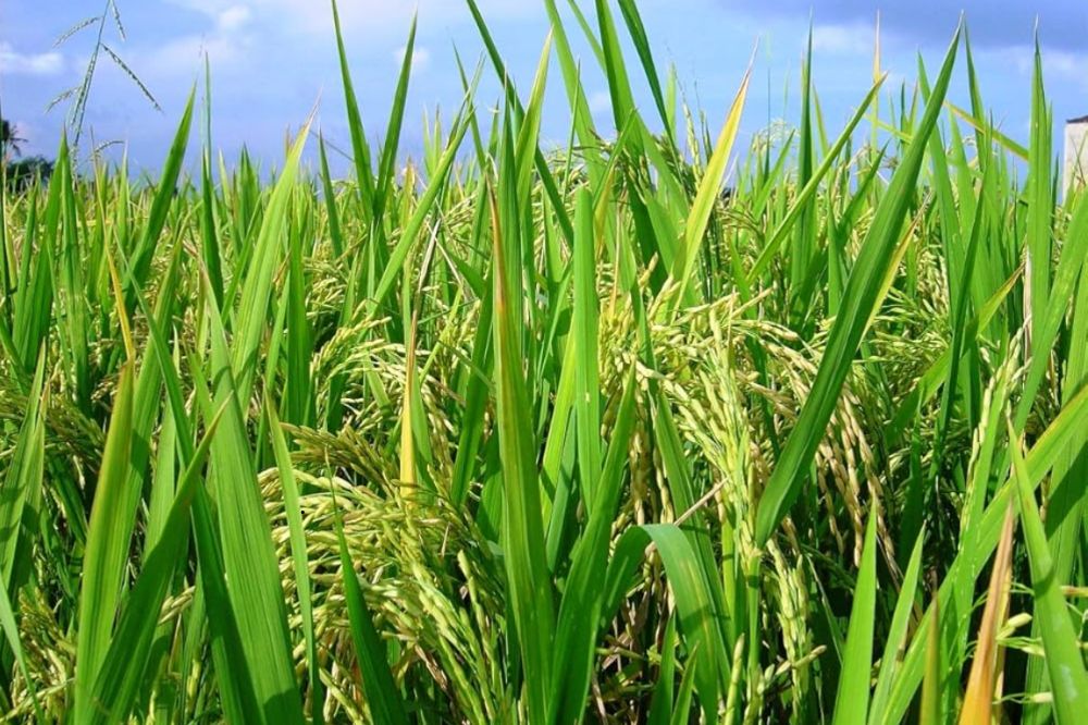 Lúa Pusa Basmati 1121