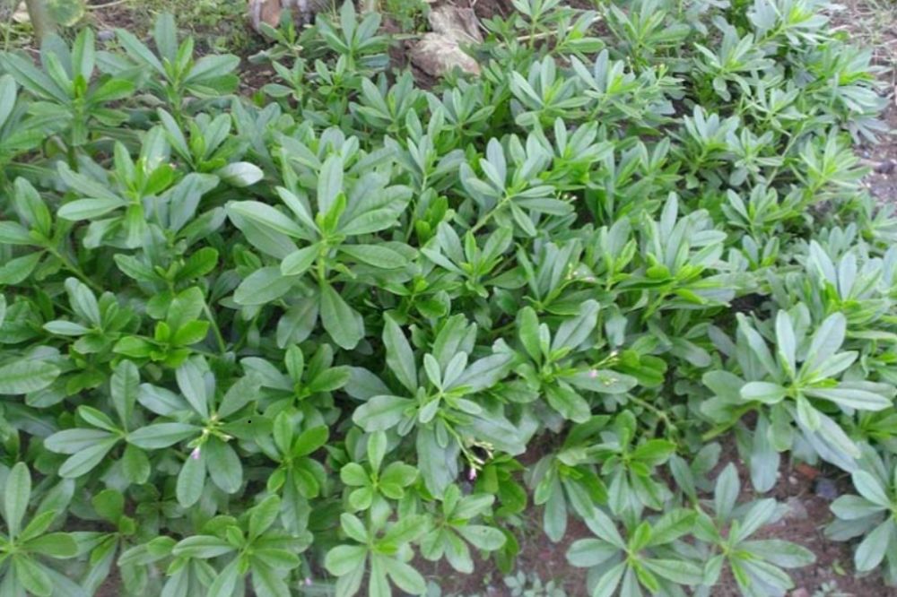 Trồng và chăm sóc Rau Sâm Đất