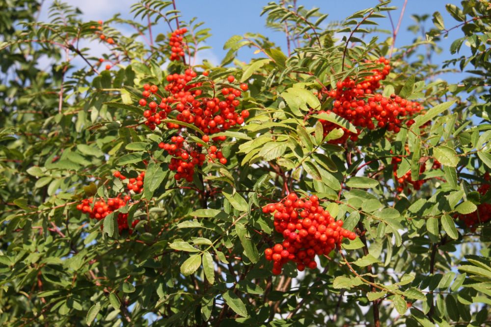 Trồng và chăm sóc Thanh Lương Trà