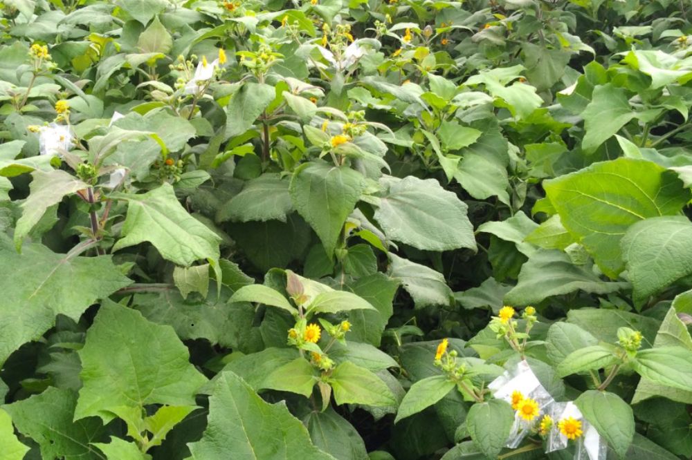 Trồng và chăm sóc Cây Khoai Sâm