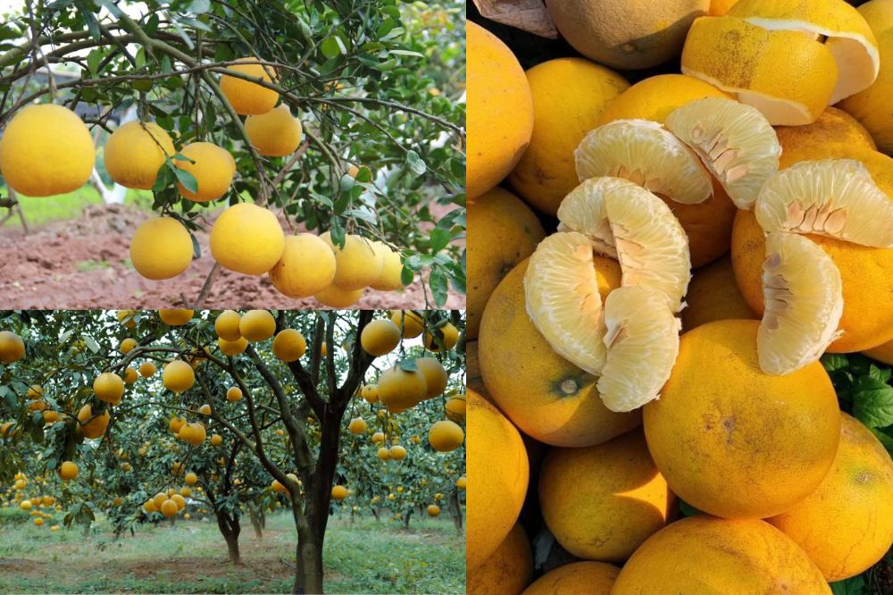 Đặc điểm Bưởi Diễn