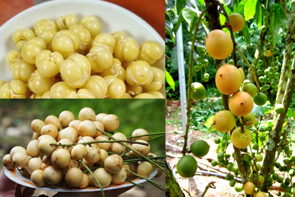 Đặc điểm Dâu Hạ Châu