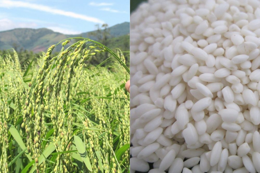 Đặc điểm Lúa Nếp Bàu Chánh Trạch