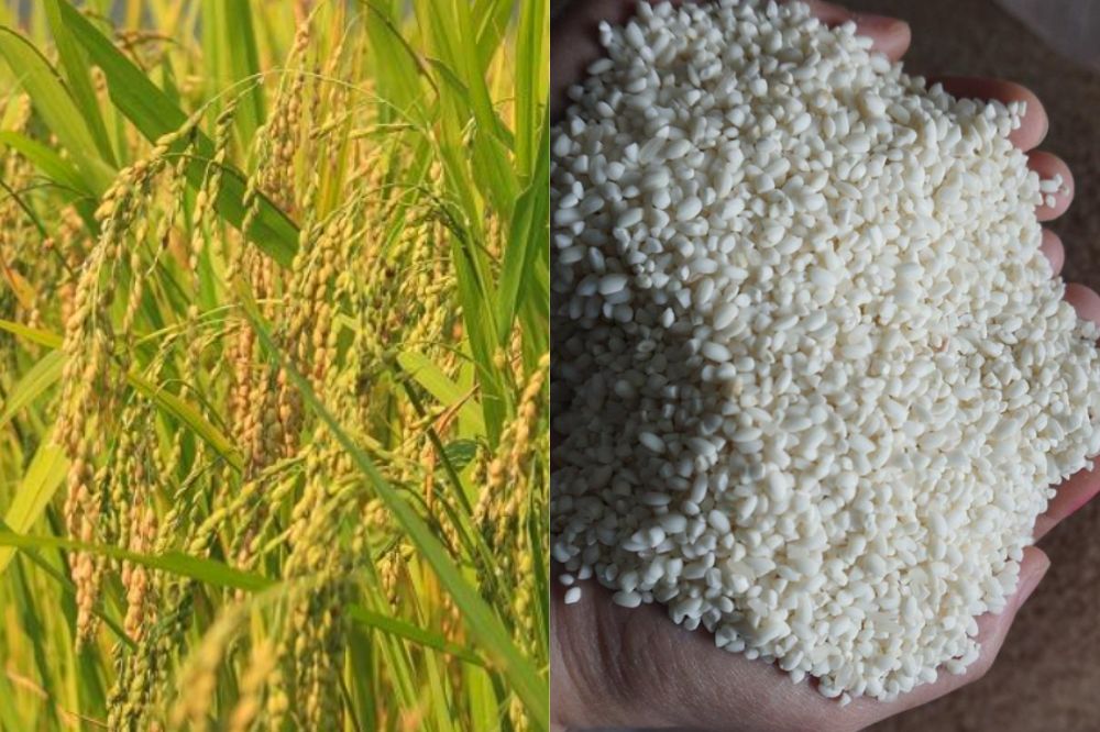 Đặc điểm Nếp Ngự Sa Huỳnh