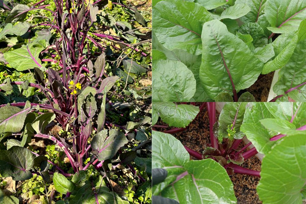 Đặc điểm Rau Cải Ngồng Tím