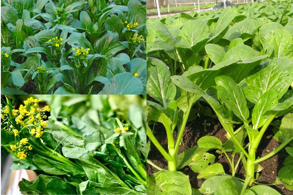Đặc điểm Rau Cải Ngồng