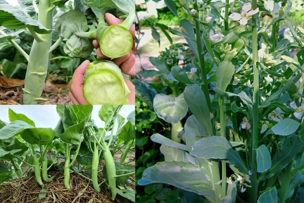 Đặc điểm Rau Cải Rổ