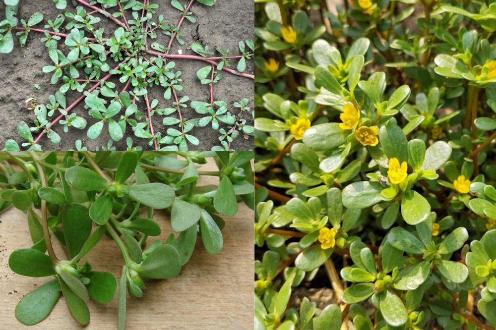 Đặc điểm Rau Sam