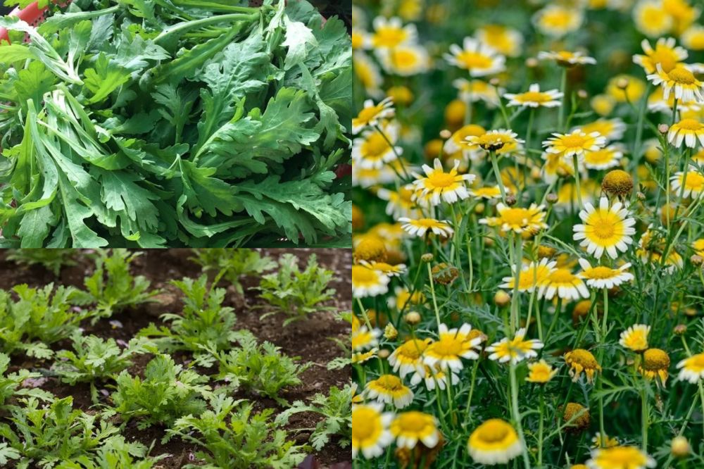 Đặc điểm Rau Tần Ô