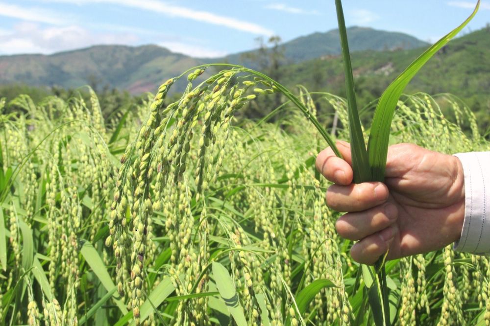 Lúa Nếp Bàu Chánh Trạch