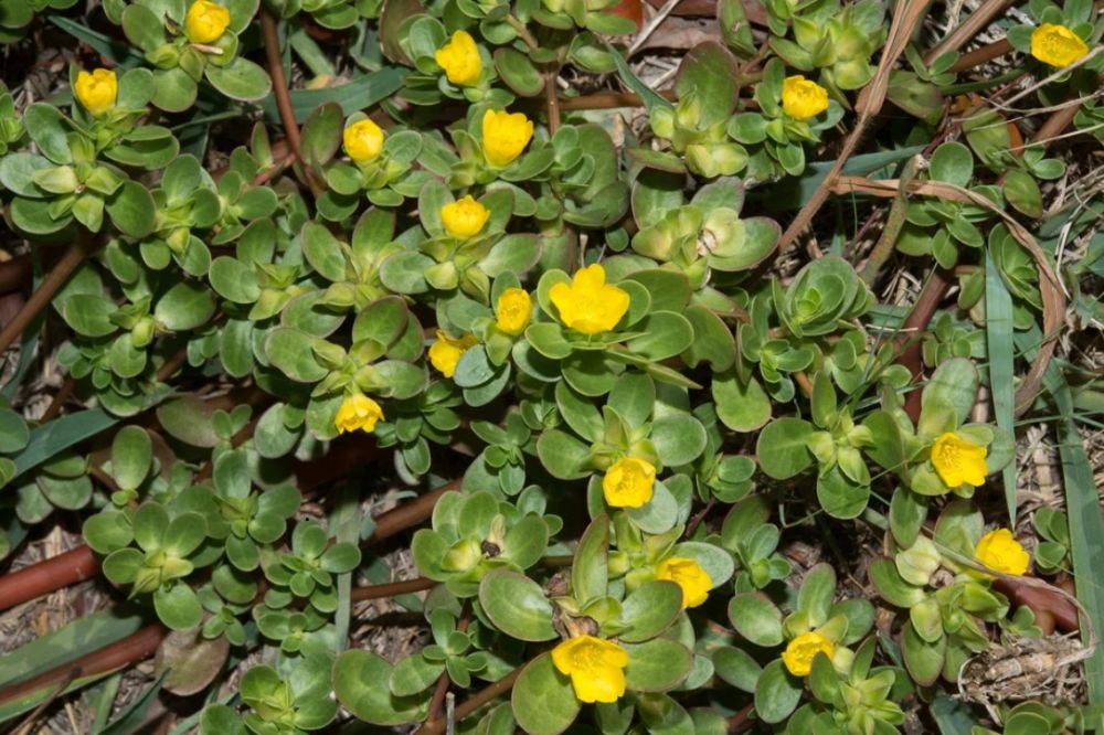 Trồng và chăm sóc Rau Sam 