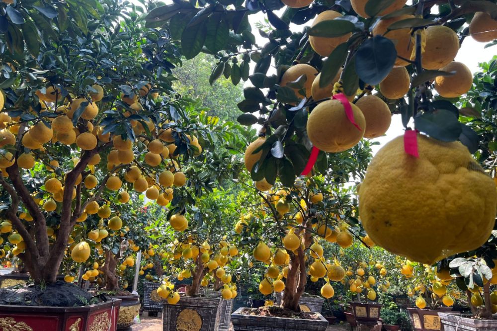 Vườn Cây Bưởi Diễn