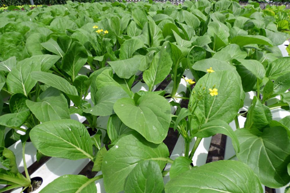 Trồng và chăm sóc Rau Cải Ngồng