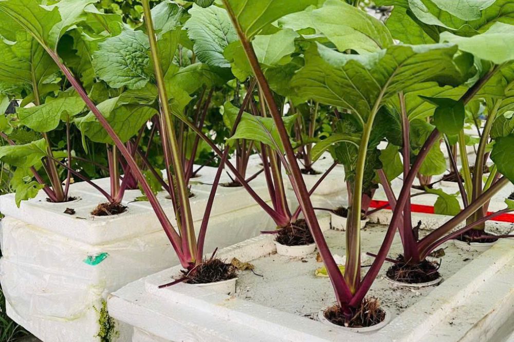 Trồng và chăm sóc Rau Cải Ngồng Tím