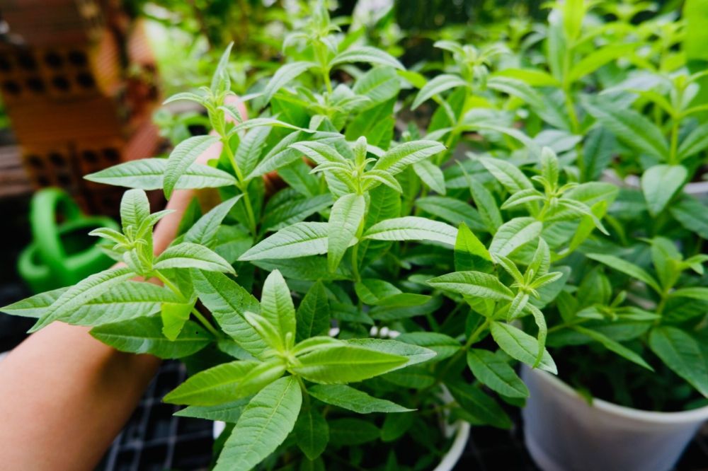 Trồng và chăm sóc Cây Sả Chanh Pháp