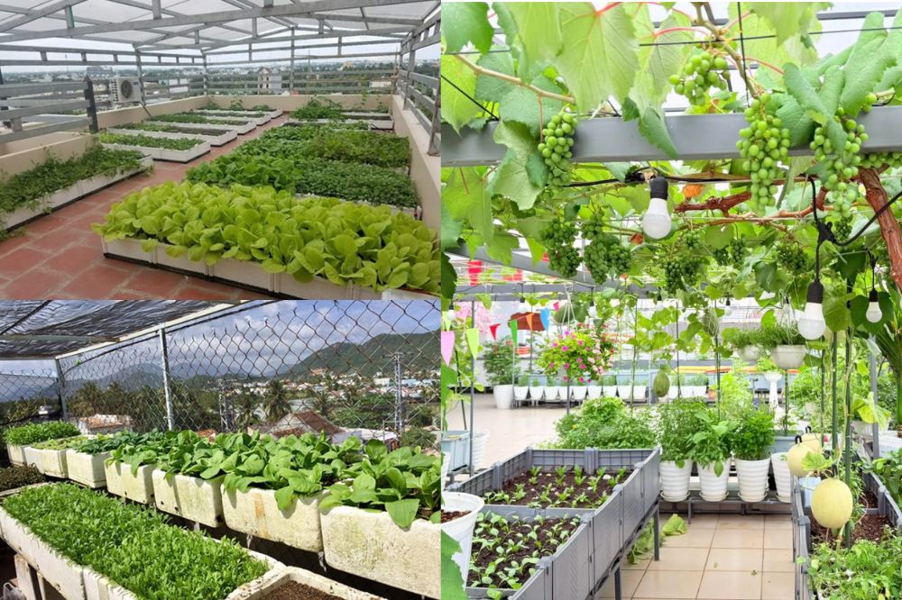 Các Loại Rau Trồng Trên Sân Thượng