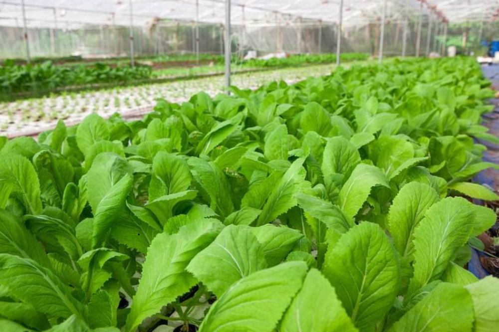 Kỹ Thuật Trồng Rau