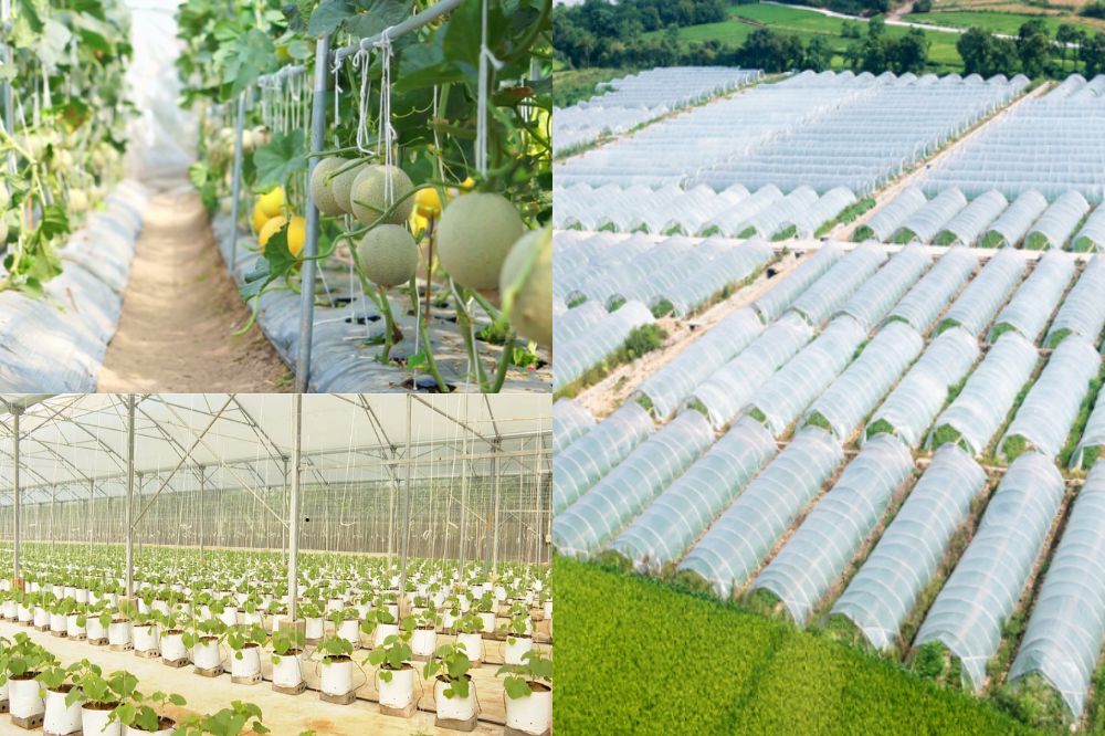 Cách Trồng Dưa Lưới Trong Nhà Màng