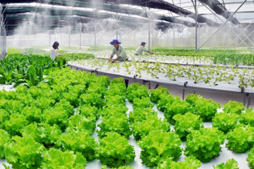 Chi Phí Đầu Tư Cảm Biến Độ Ẩm Đất