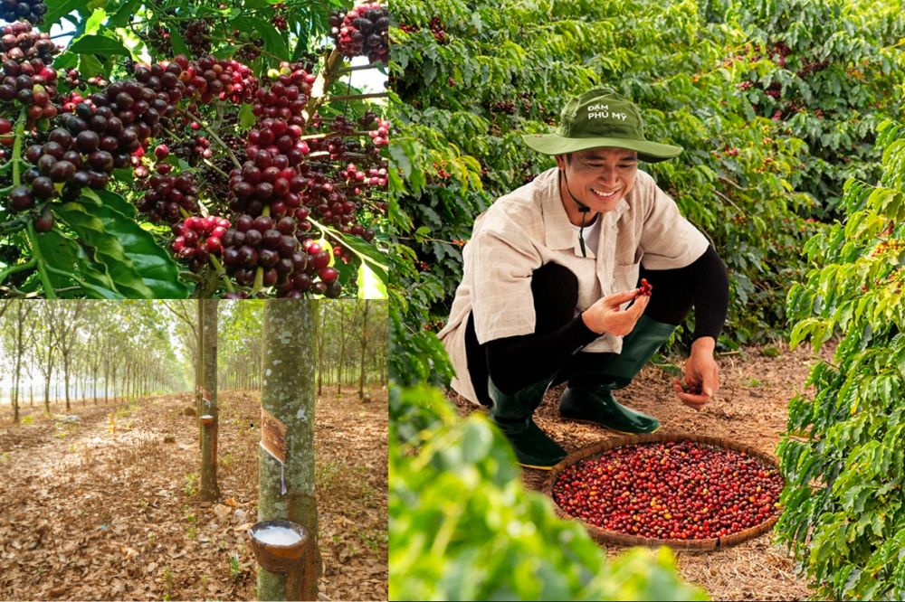 Những Quy Định Bắt Buộc Để Thông Quan Vào EU