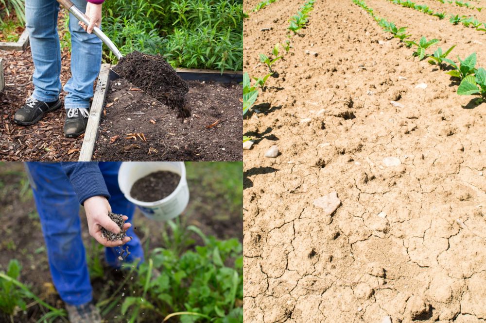 Các Bước Cải Tạo Đất Bạc Màu