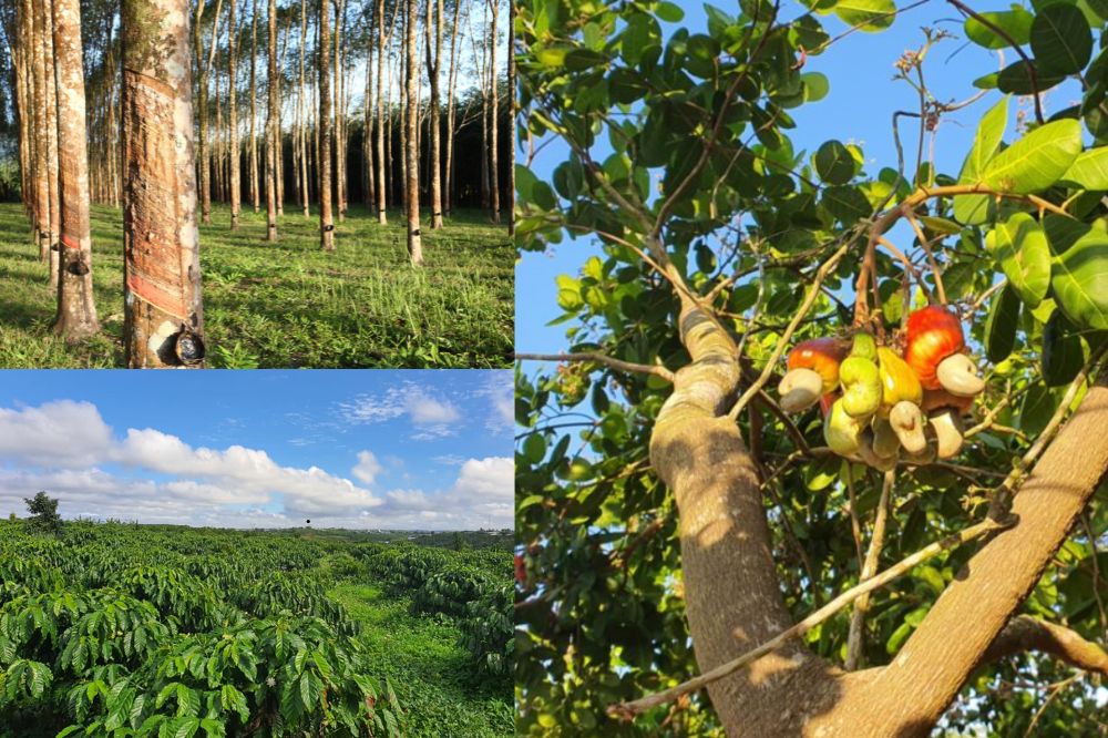 Các Mô Hình Tạo Tín Chỉ Carbon Nông Nghiệp