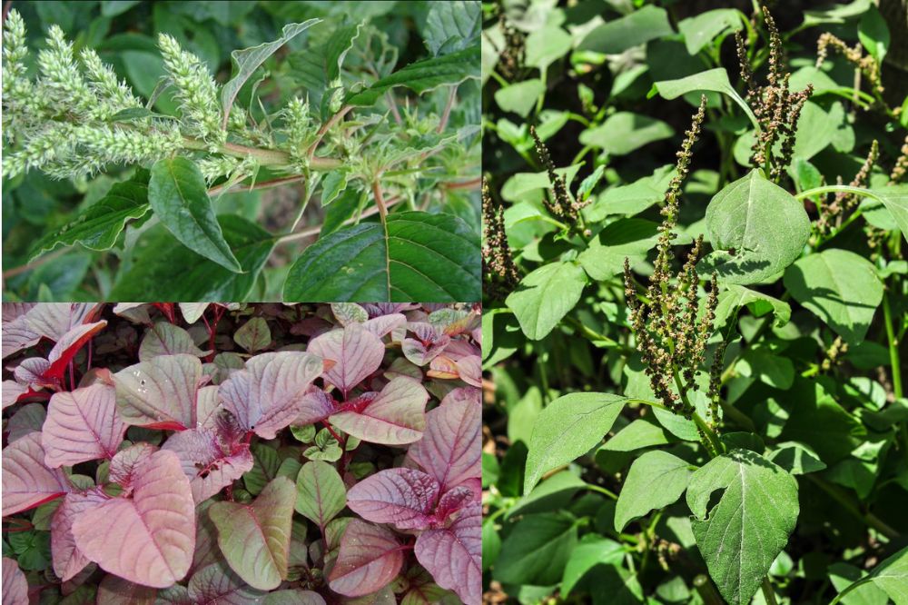 Đặc Điểm Rau Dền Cơm