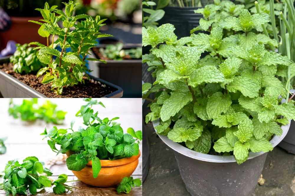 Đặc Điểm Rau Húng Lủi