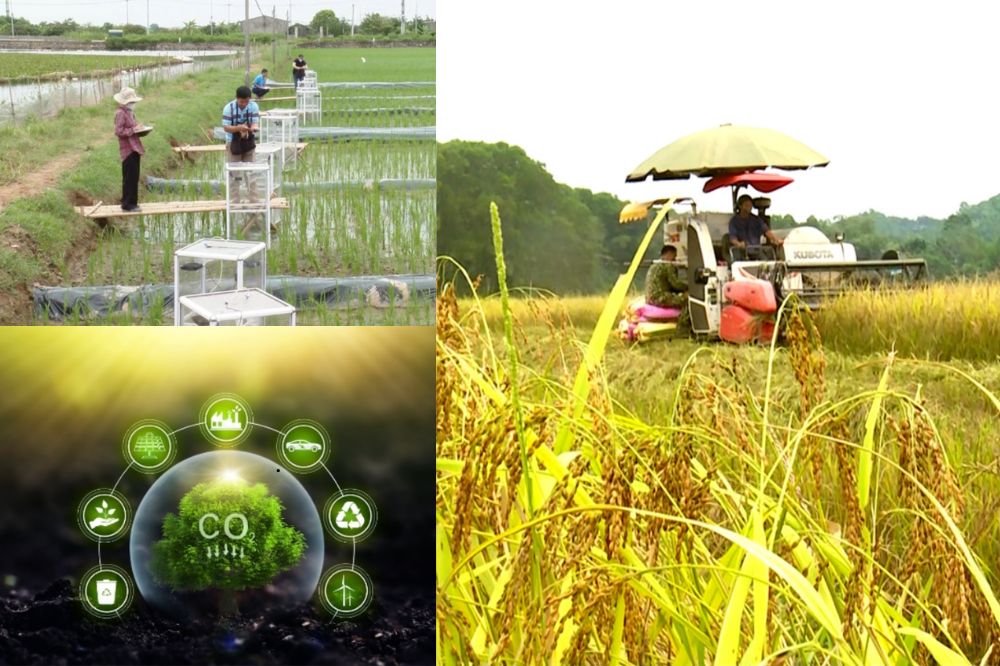 Kỹ Thuật Canh Tác Đạt Tín Chỉ Carbon