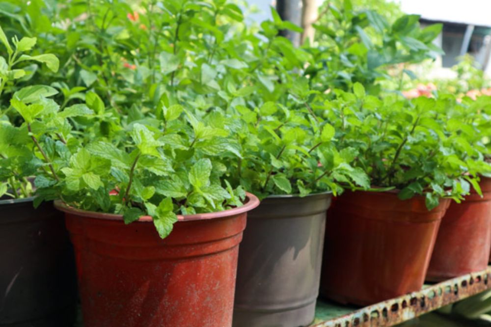 Trồng Và Chăm Sóc