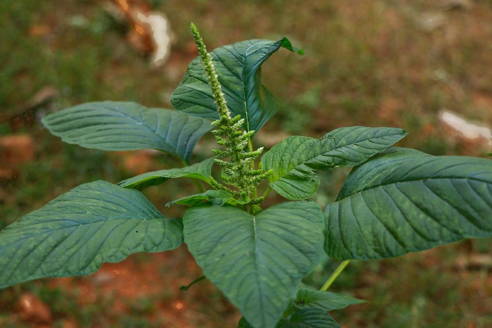 Trồng Và Chăm Sóc
