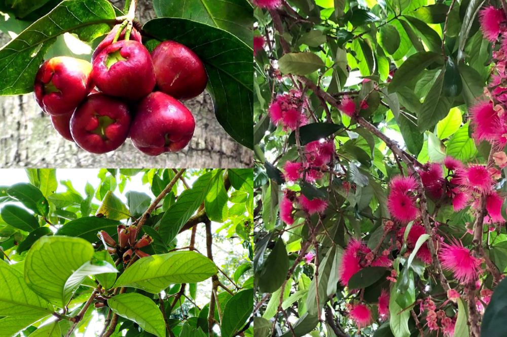 Đặc Điểm Cây Mận Điều Đỏ