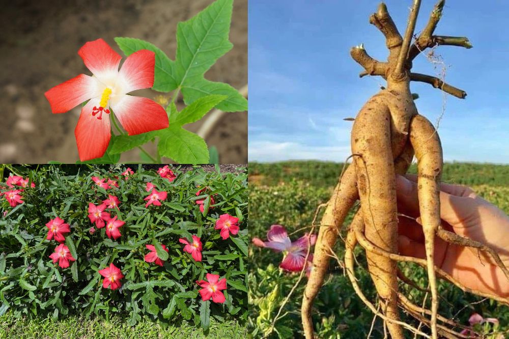 Đặc Điểm Cây Sâm Bố Chính