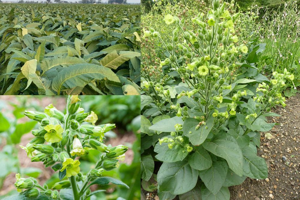 Đặc Điểm Cây Thuốc Lào
