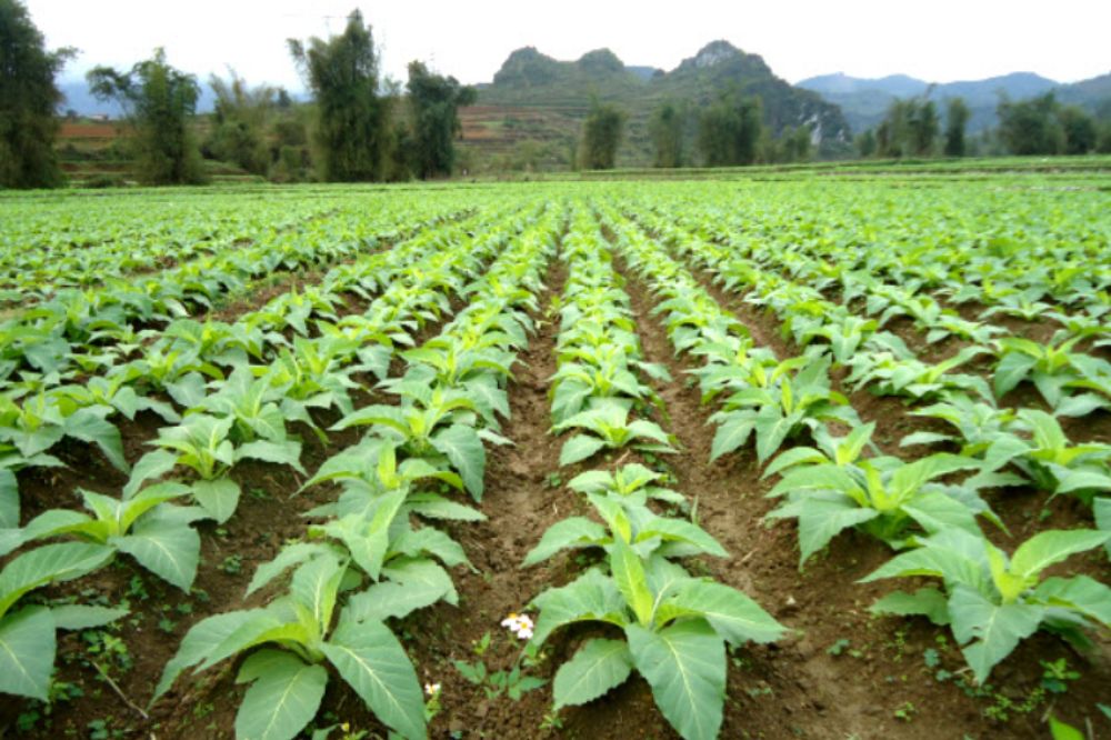 Trồng Và Chăm Sóc