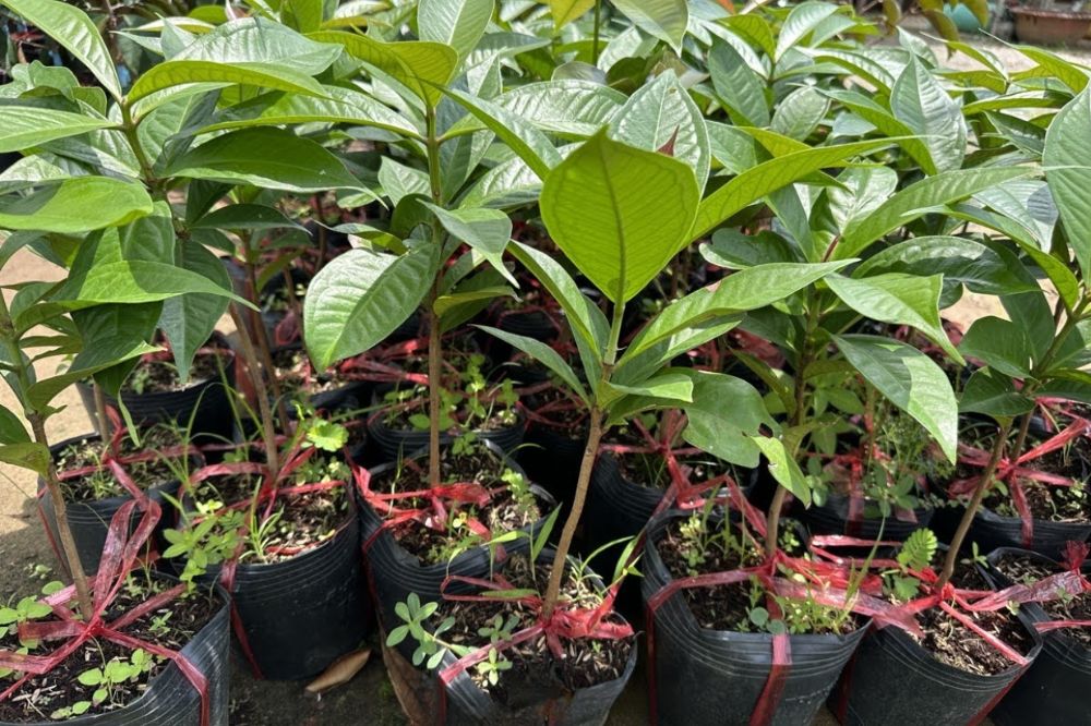 Trồng Và Chăm Sóc