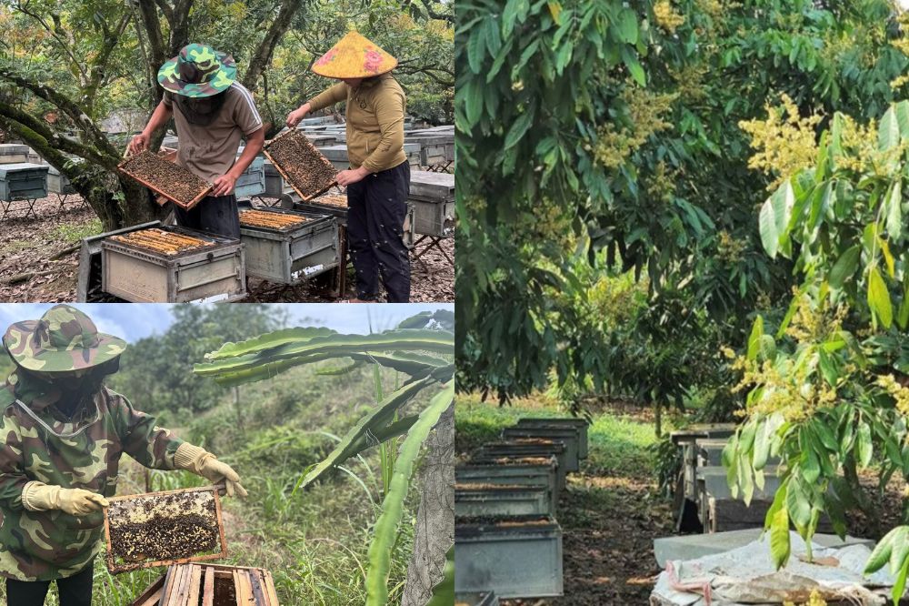 Cách Thiết Kế Vườn Tránh Ong Bỏ Tổ