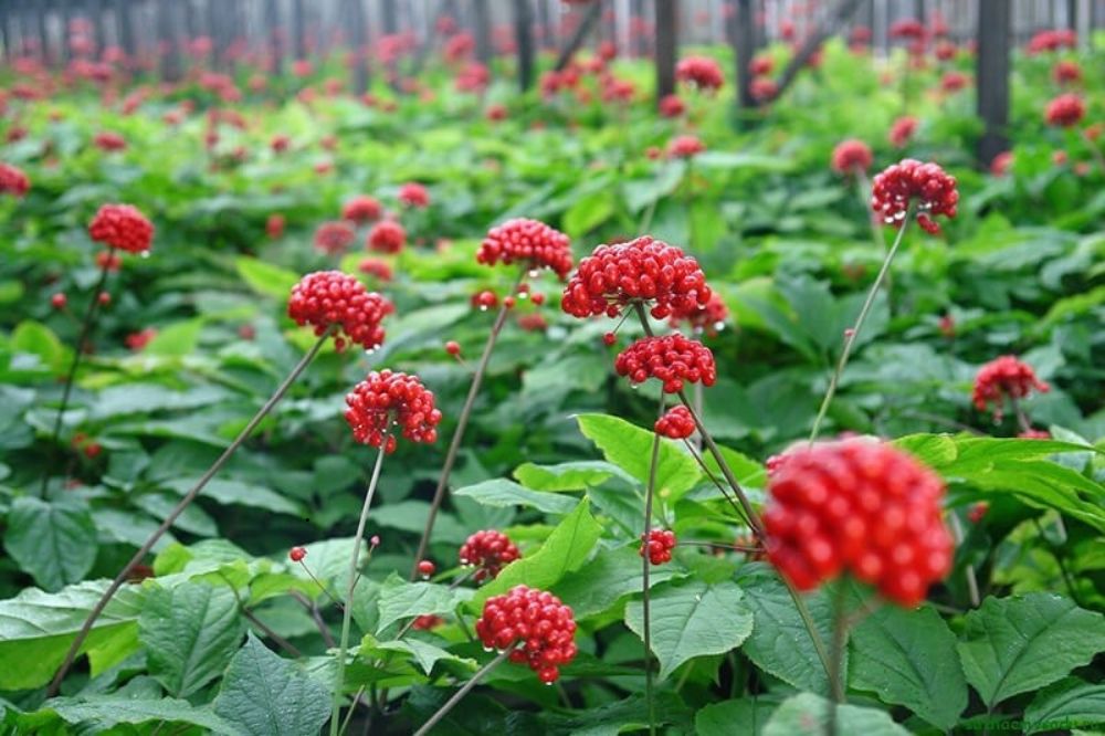 Trồng Và Chăm Sóc