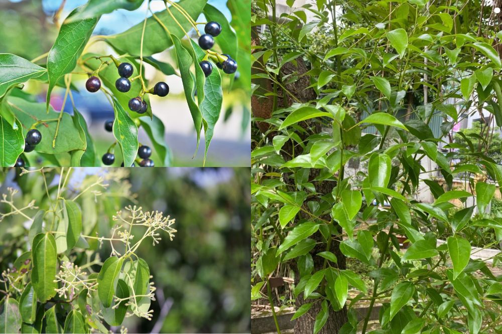 Đặc Điểm Cây Long Não