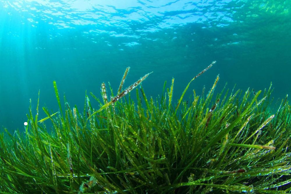 Tảo Xoắn Spirulina